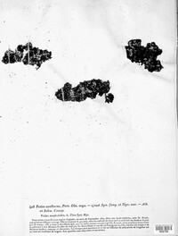 Pyronema omphalodes image